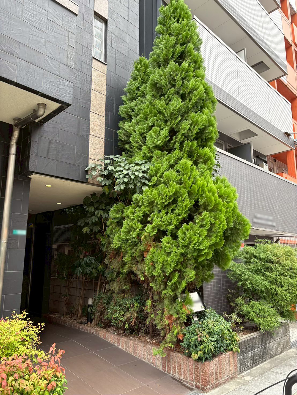 カクレミノ　剪定前の様子