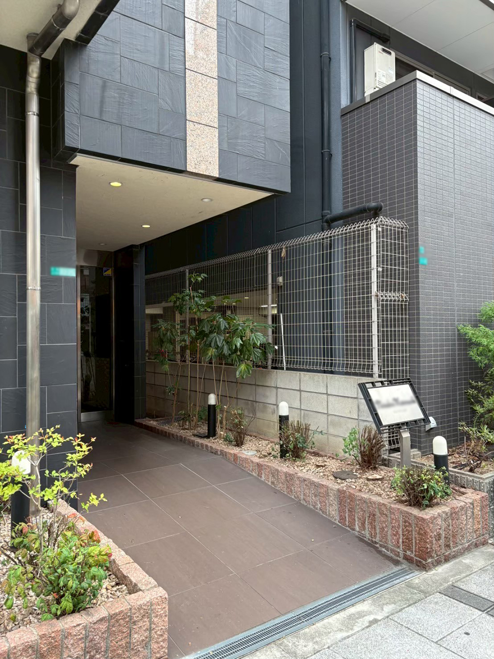 カクレミノ　剪定後の様子