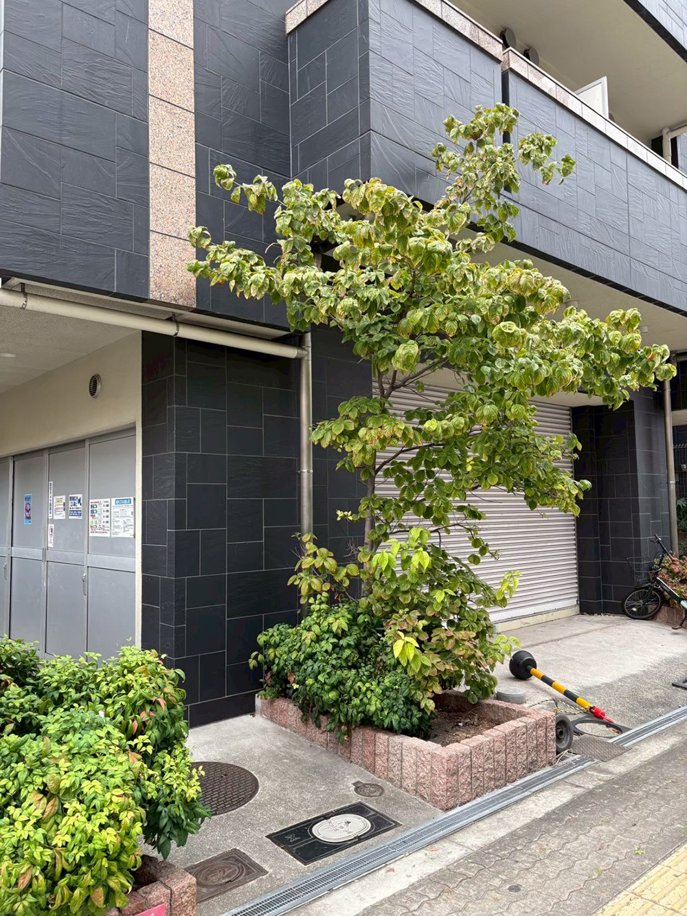 ハナミズキ　剪定前の様子