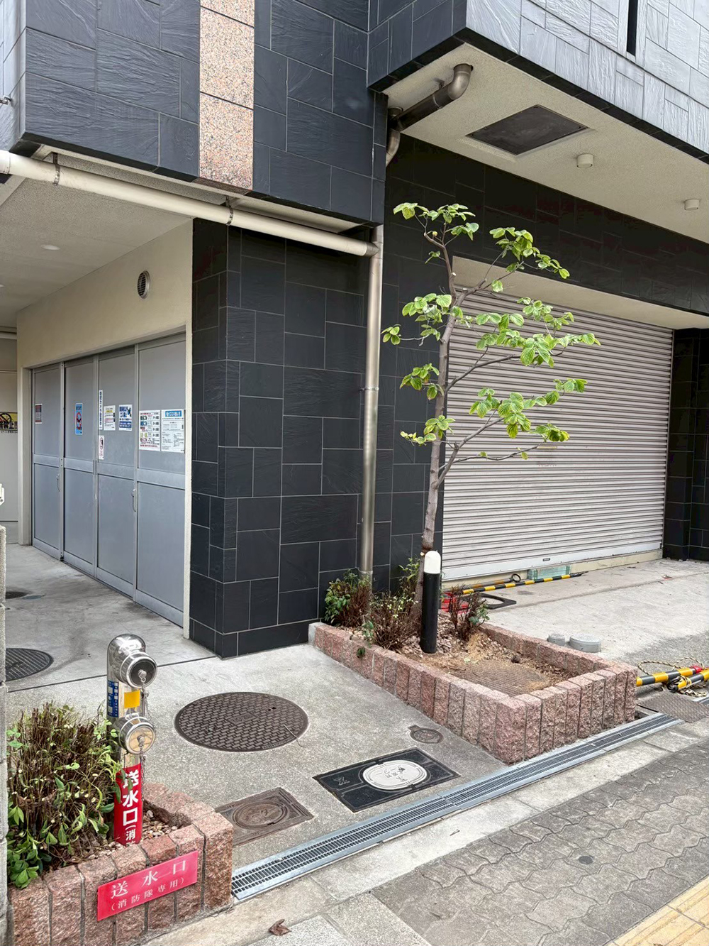 ハナミズキ　剪定後の様子