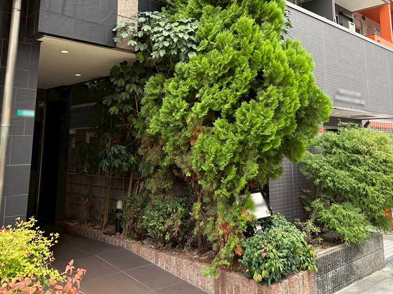 大阪府大阪市浪速区　マンション　エントランスの植え込みの植物の剪定（ハナミズキ、コノテヒバなど）