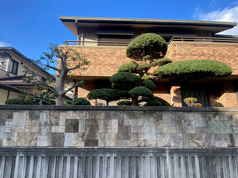 大阪府堺市　個人邸　庭の木々の剪定　ラカンマキ（羅漢槙）、クロガネモチ（黒金餅）など