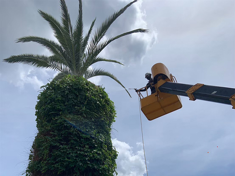 大阪府大阪市平野区　中学校（公共事業）　フェニックスの剪定、カラスの巣の撤去
