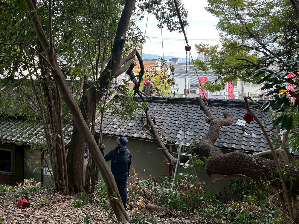 強風により弱っていた木を撤去