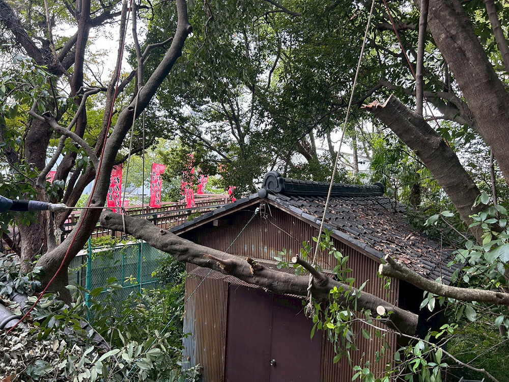 強風により弱っていた木を撤去