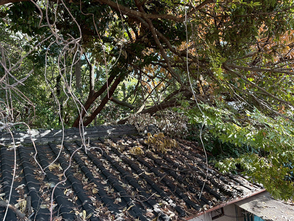 強風により弱っていた木