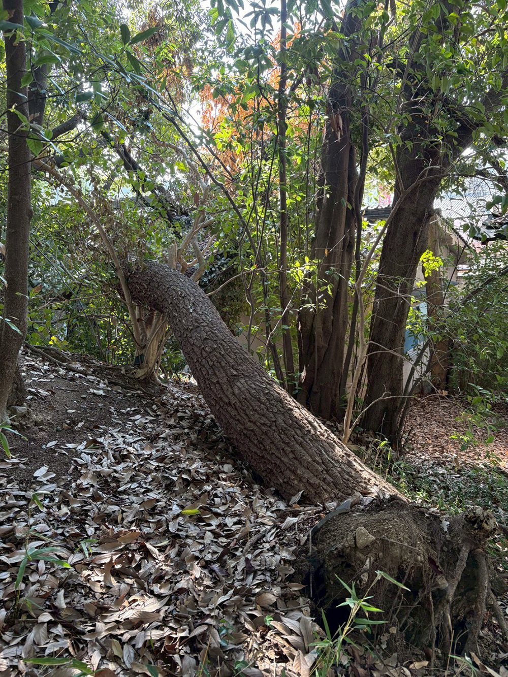 倒れた木を撤去