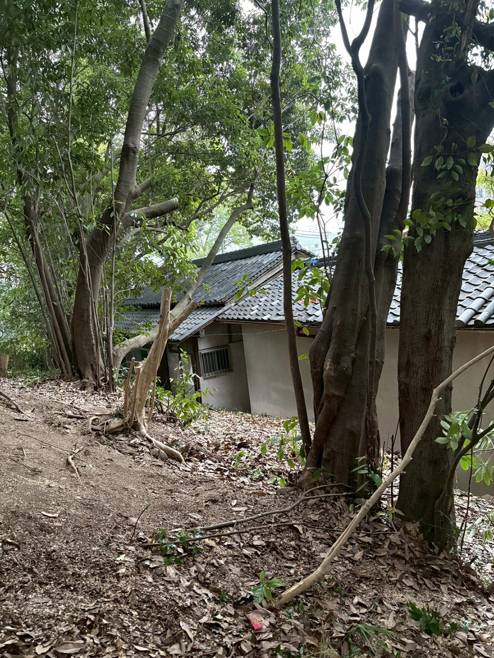 倒れた木を撤去