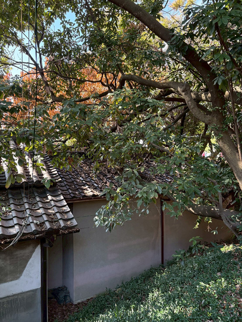 倒れた木を撤去