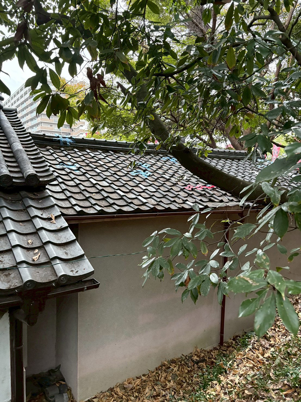 倒れた木を撤去