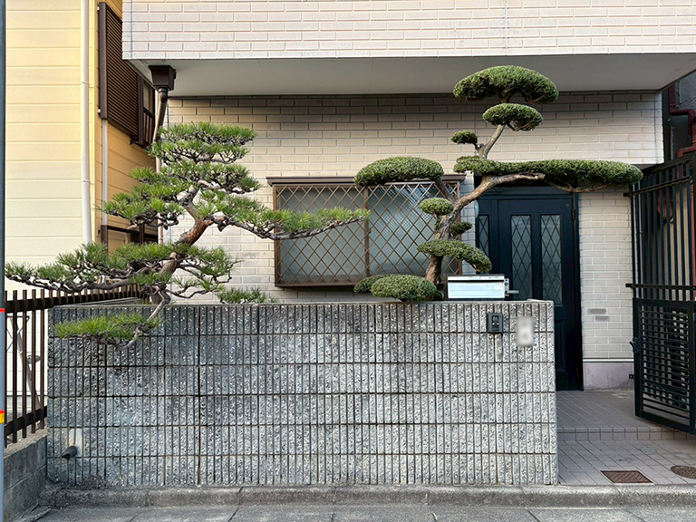 大阪府堺市東区　個人邸　職人によるアカマツ（赤松）、ラカンマキ（羅漢槙）の剪定
