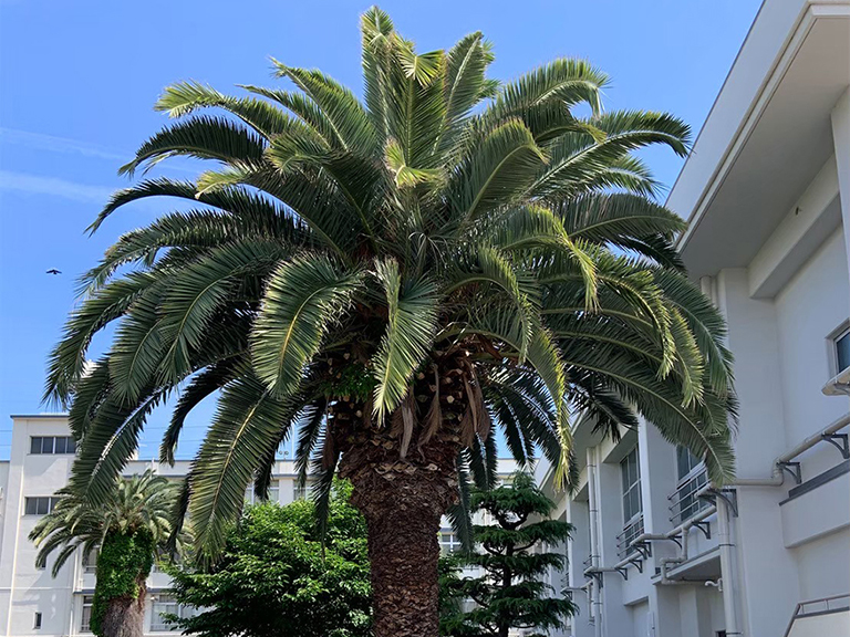 大阪府大阪市平野区　中学校（公共事業）　カナリーヤシの剪定、カラスの巣対策