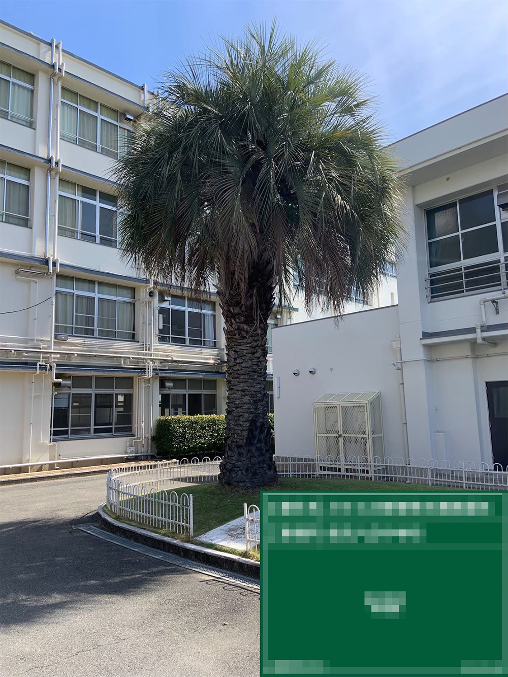 ココスヤシの剪定