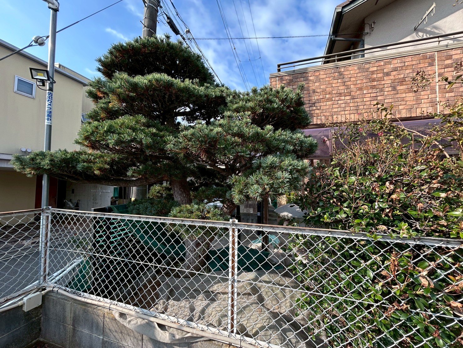 ゴヨウマツ(五葉松)の剪定