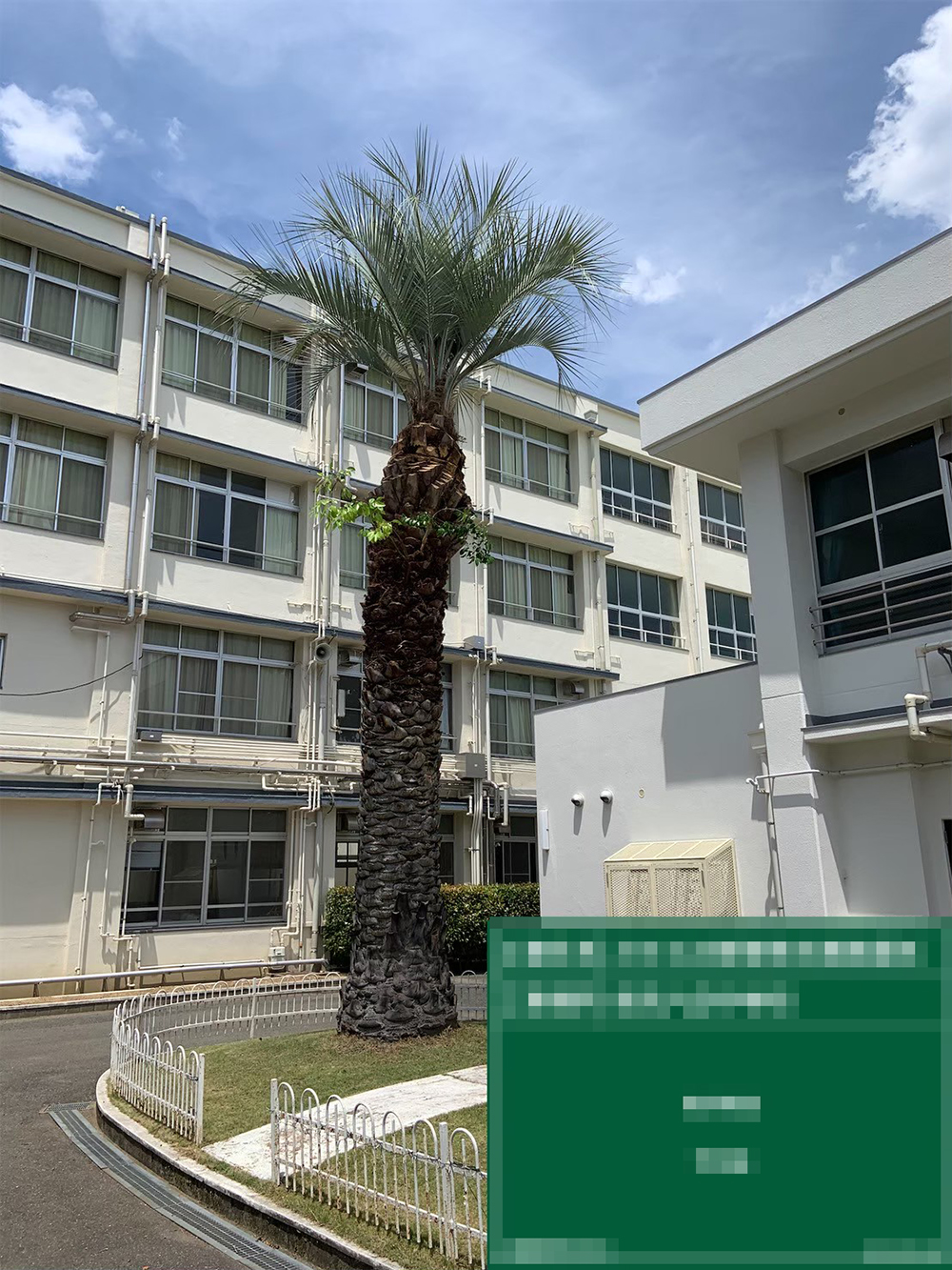 ココスヤシの剪定