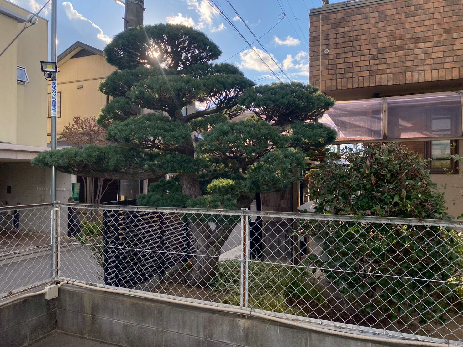 ゴヨウマツ(五葉松)の剪定