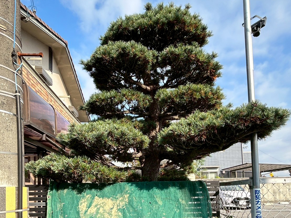 ゴヨウマツ(五葉松)の剪定