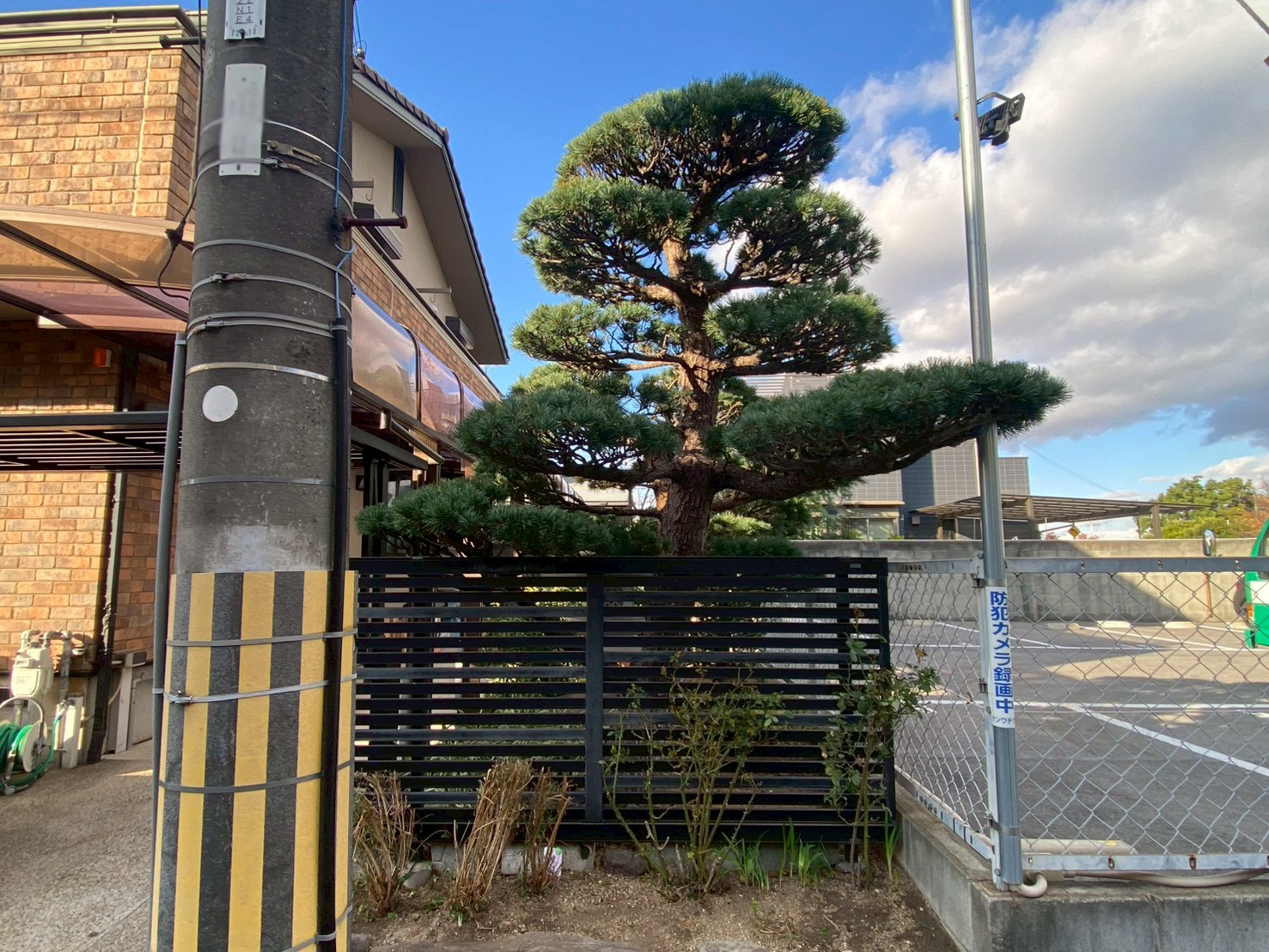 ゴヨウマツ(五葉松)の剪定