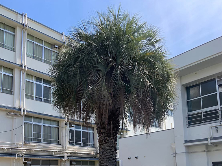 大阪府大阪市平野区　中学校（公共事業）　ココスヤシの剪定、カラスの巣対策