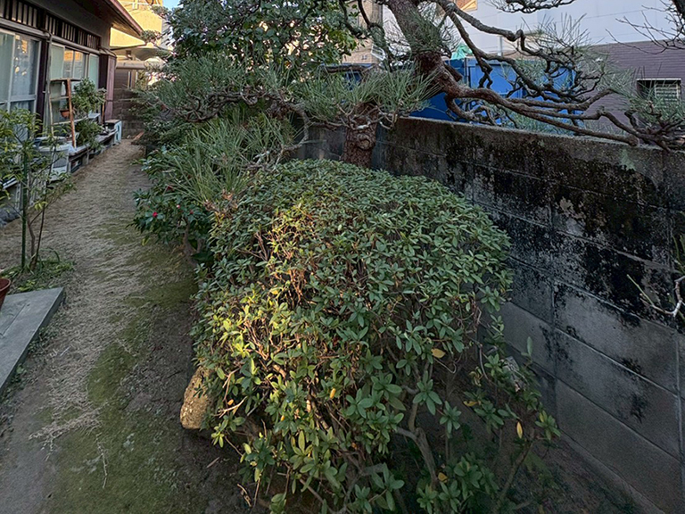 兵庫県西宮市　個人邸　Ｔ様邸　剪定作業　>ヒラドツツジ（平戸躑躅）、サツキツツジ（皐月躑躅）、カンツバキ（寒椿）など