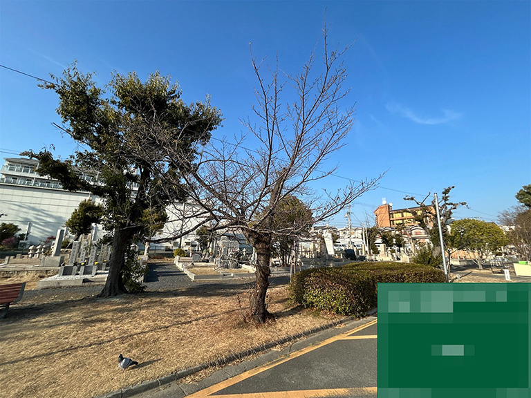 大阪府大阪市平野区　霊園（公共事業）　枯木撤去工事　サクラ（桜）