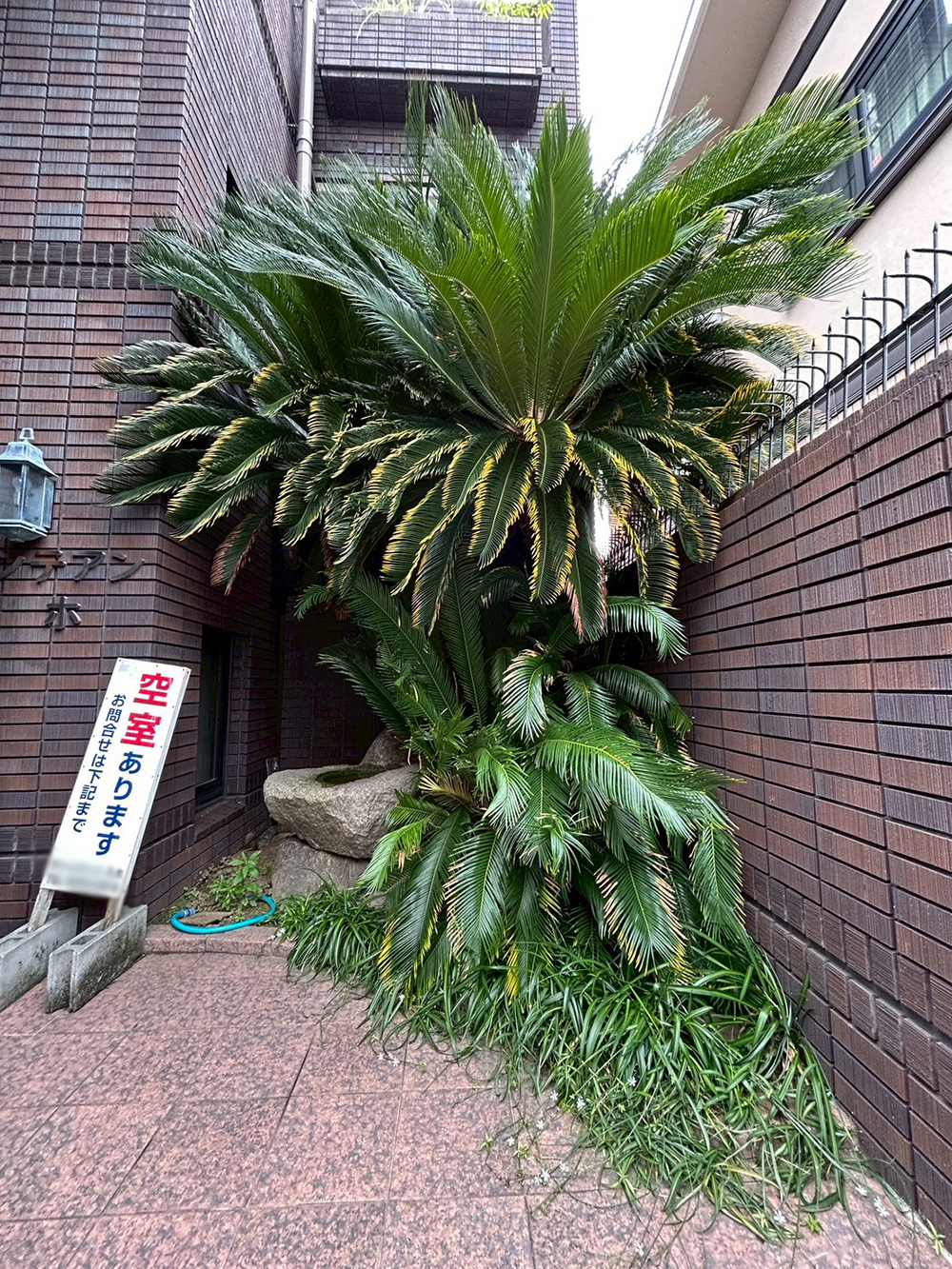 ソテツ(蘇鉄)、花壇の草花