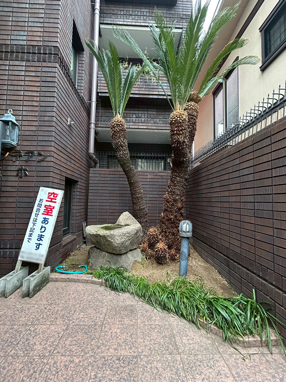 ソテツ(蘇鉄)、花壇の草花