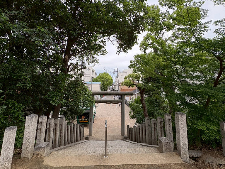 大阪府羽曳野市　神社　参道沿いにあるアラカシ（粗樫）、クスノキ（楠）の伐採