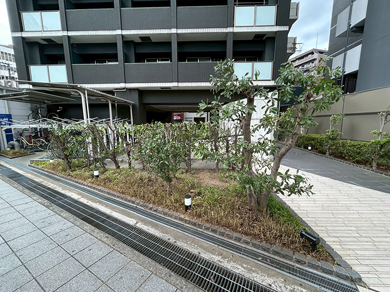 大阪府大阪市天王寺区　マンションの植栽管理：生垣の強剪定（台落とし）による安全・防犯対策