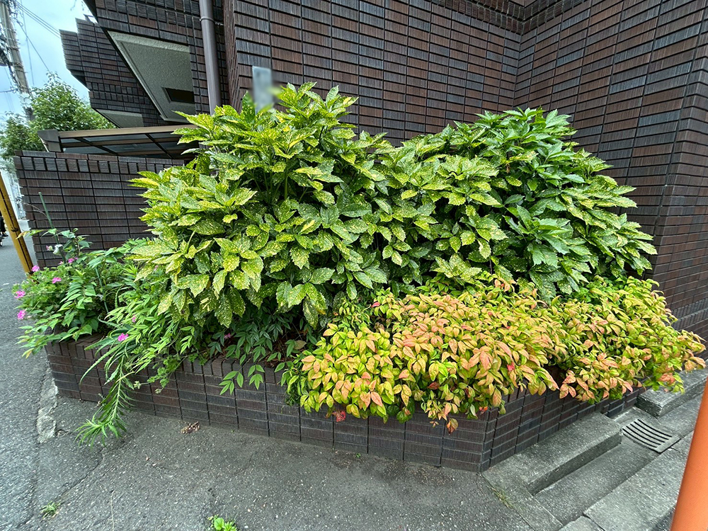 アオキ(青木)、オタフクナンテン(お多福南天)、サツキ(皐月)