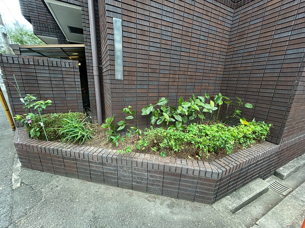 アオキ(青木)、オタフクナンテン(お多福南天)、サツキ(皐月)