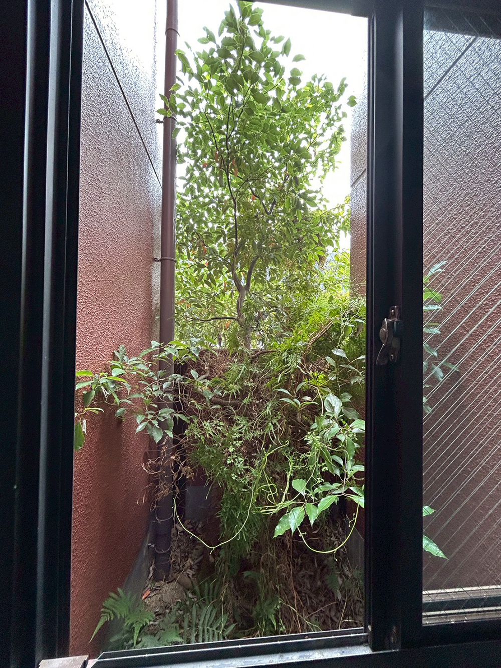 実生で生えた、クスノキ(楠)を伐採しました。