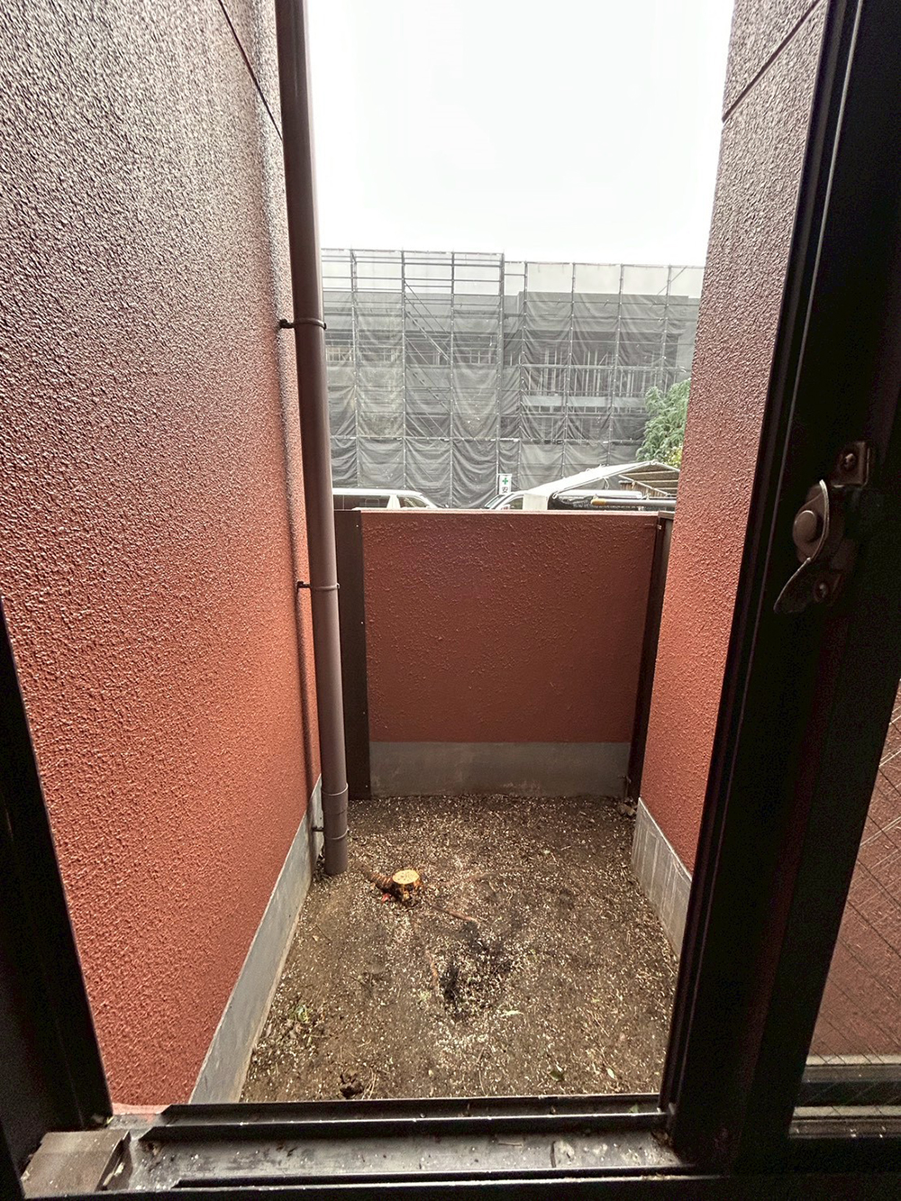実生で生えた、クスノキ(楠)を伐採しました。