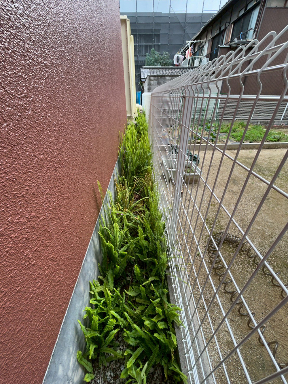 シダを除草しました。