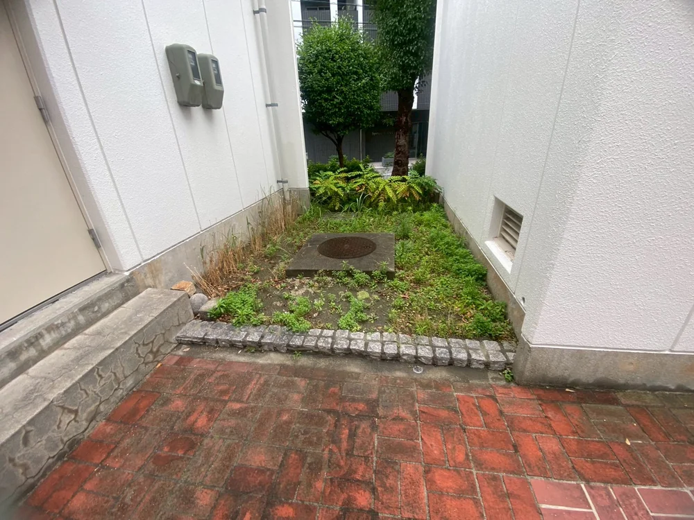 ヒイラギナンテン、草刈り