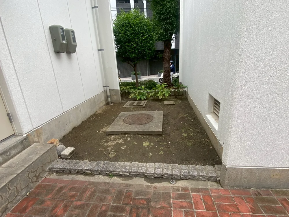 ヒイラギナンテン、草刈り