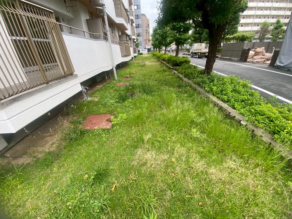 ヒラドツツジ、草刈り