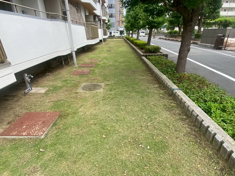 ヒラドツツジ、草刈り