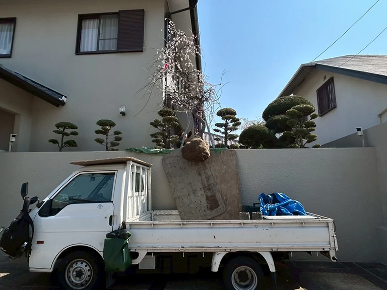 兵庫県芦屋市　個人邸　枯れた梅の撤去および赤花のしだれ梅とゲンペイシダレモモへ植え替え