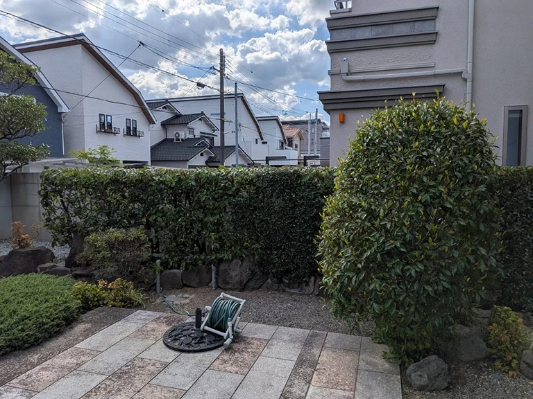 兵庫県西宮市　個人邸　年2回の定期剪定　アラカシ（粗樫）の生垣、カラタネオガタマ（唐種招霊）、マキ（槙）など