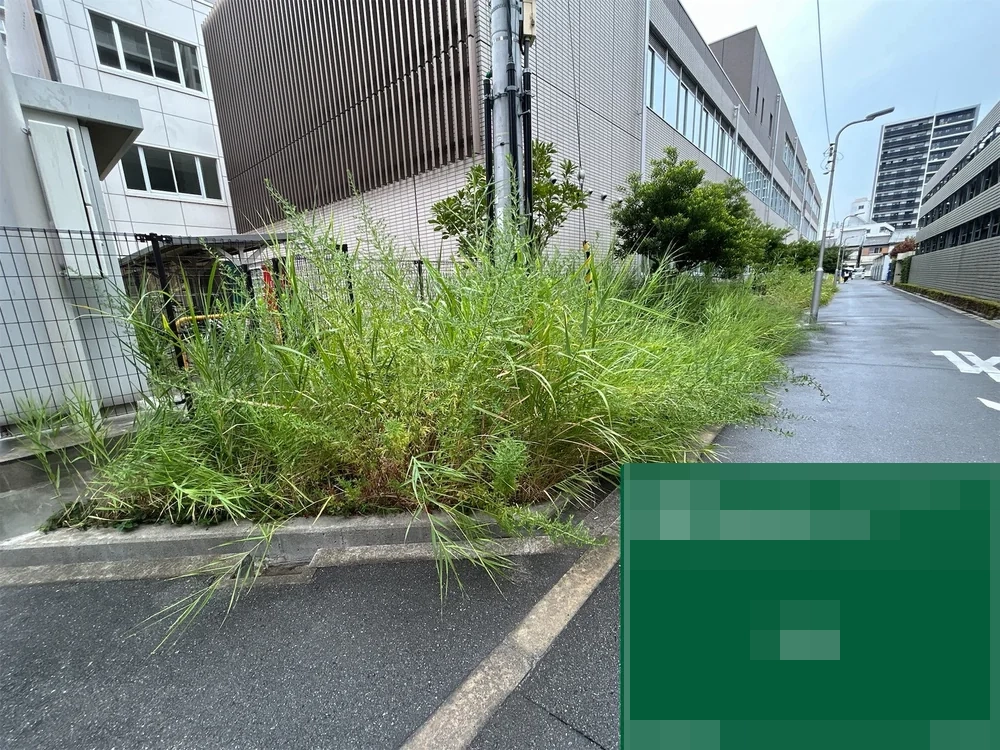 大阪府大阪市都島区 施設 管理間隔が空いていた植栽枡・花壇の草刈り